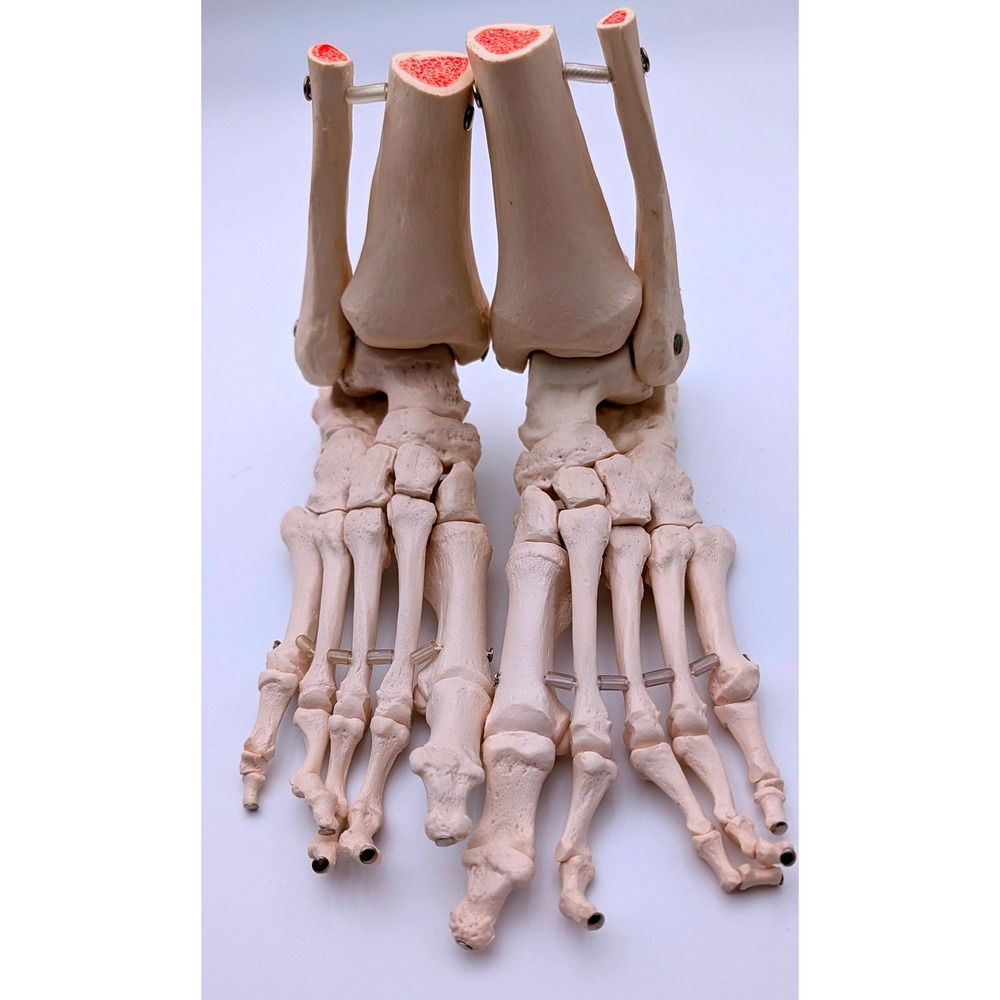 3B Scientific Human Foot Ankle Skeleton Model Anatomical Medical Study Pair